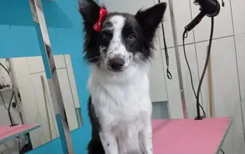 border collie