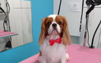 strzyżenie cavalier